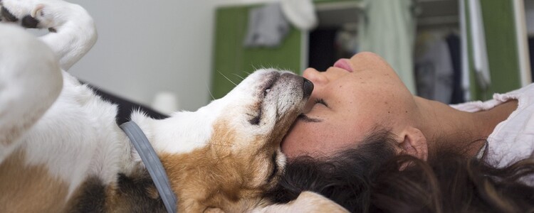 Dog-4286921_960_720